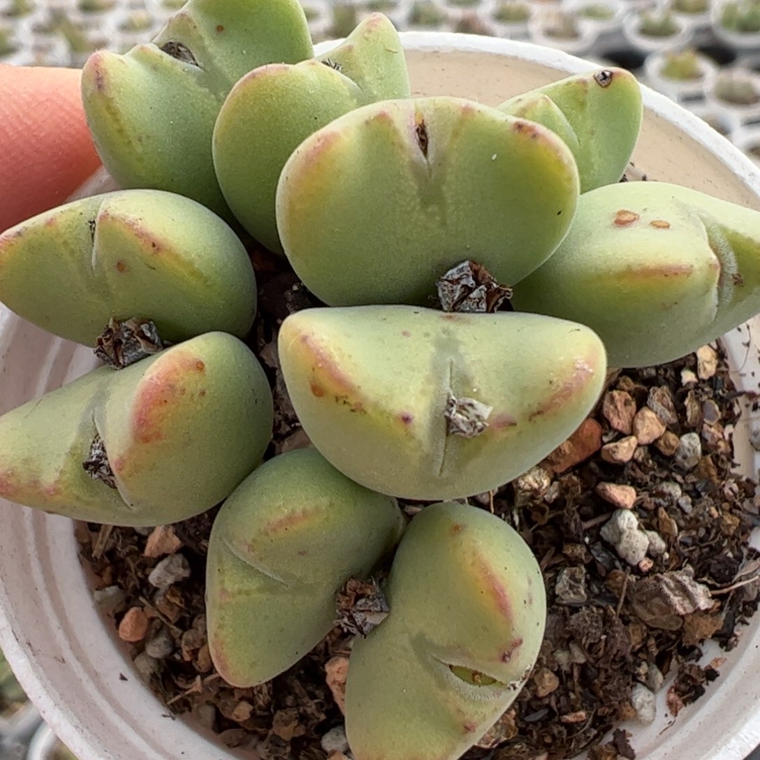 多肉植物百科3698