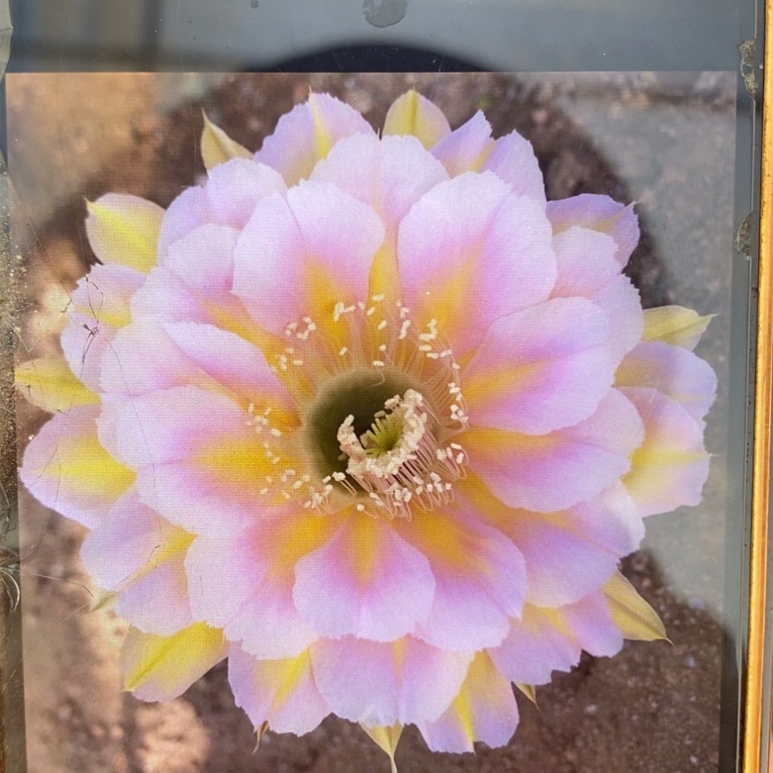 安吉拉自根品种球4公分