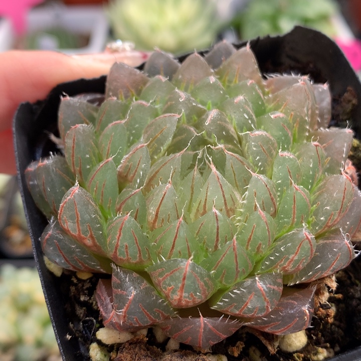 翠云玉露带盆土发货