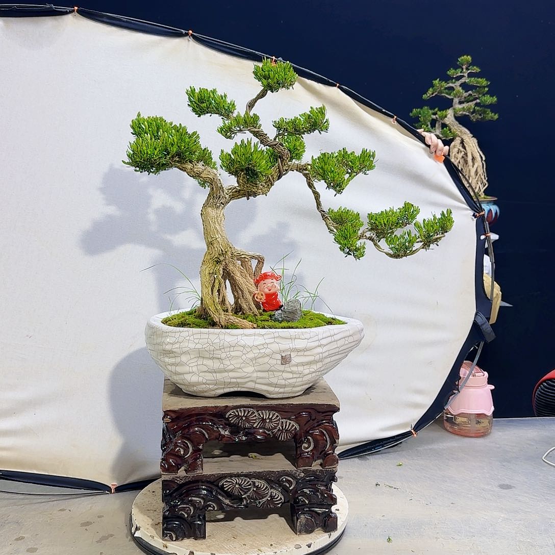 高端黄杨盆景艺术