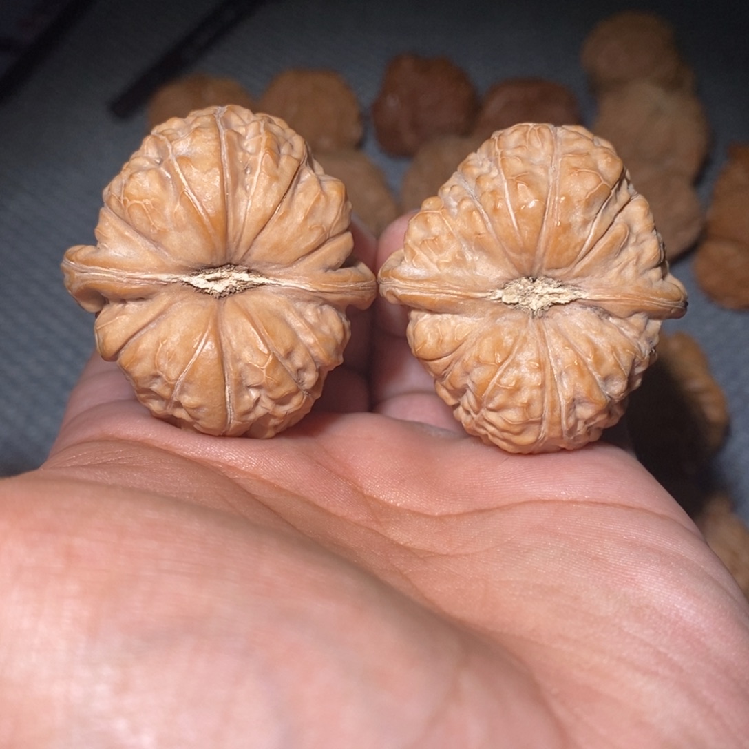 北***边41尺南瓜。         
