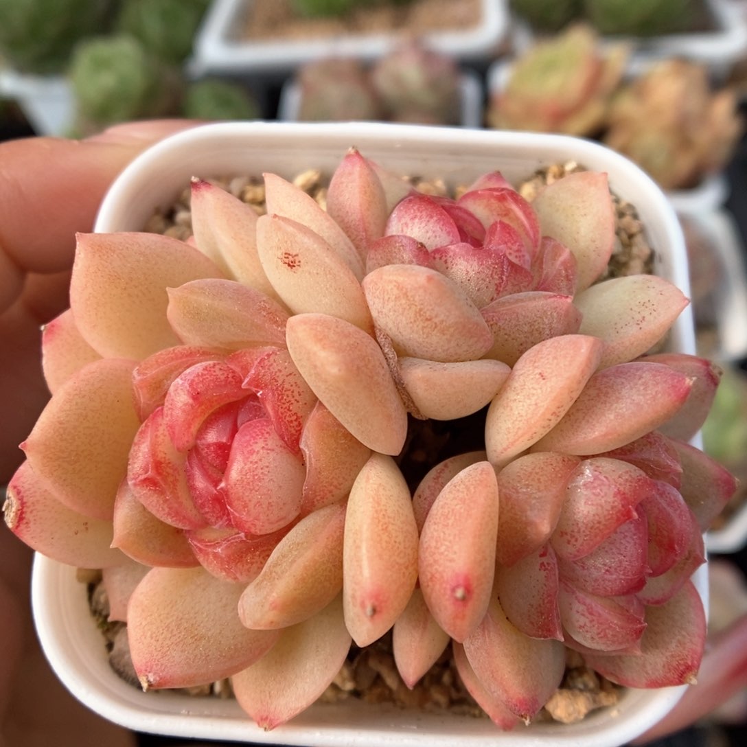 琴心群生可拍4991号