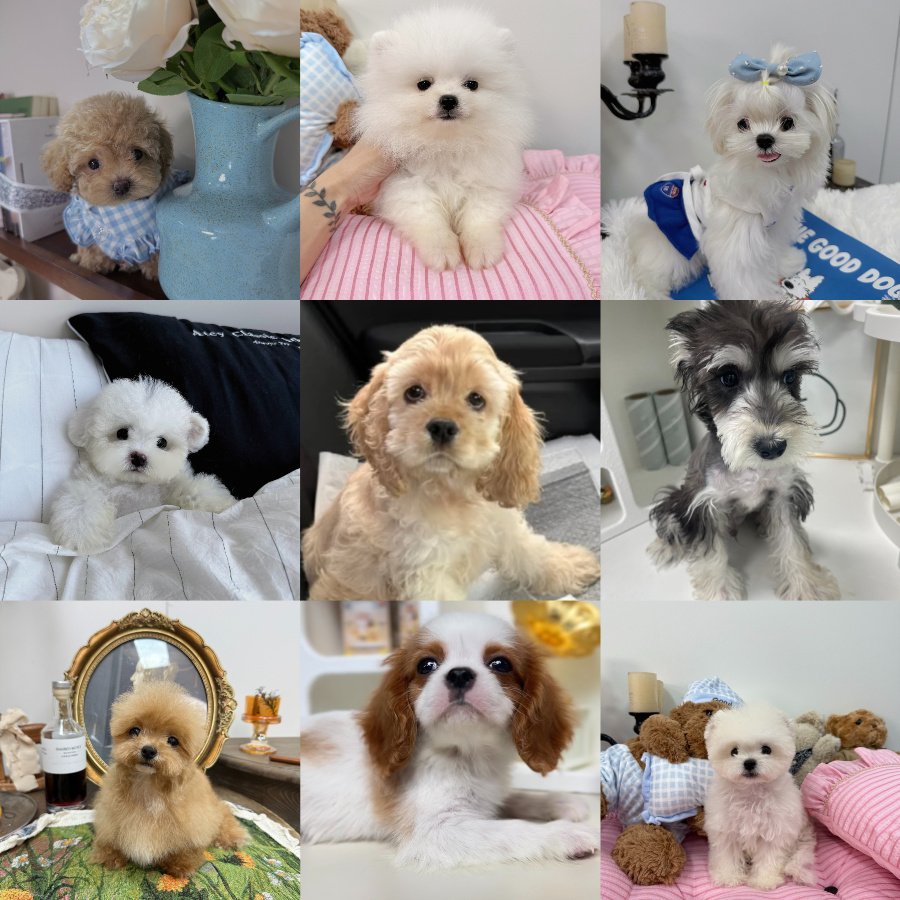 【六吨吨宠物店】活体一物一拍，不喜欢直接退!