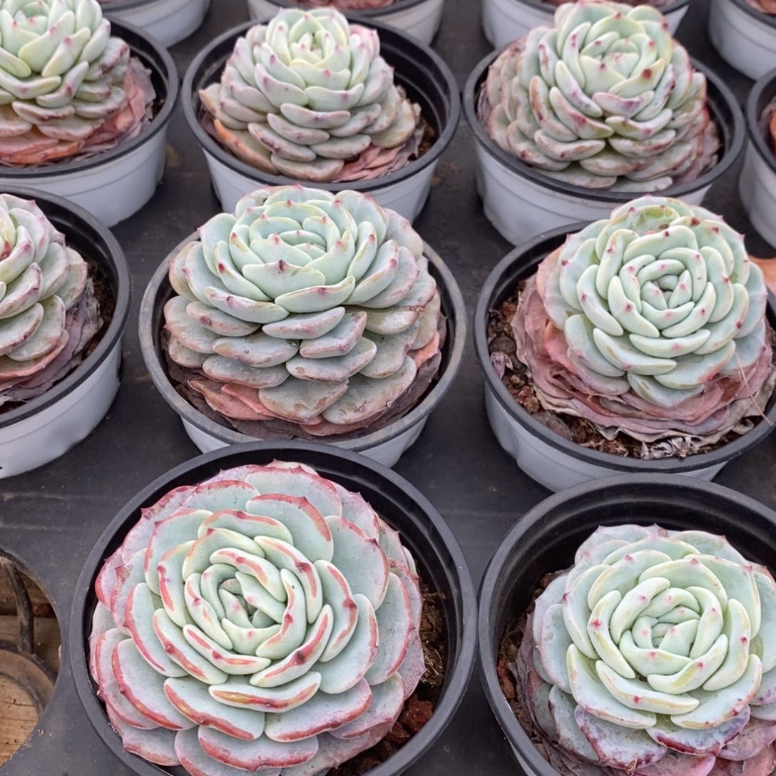 97。勃朗峰。小盆混发