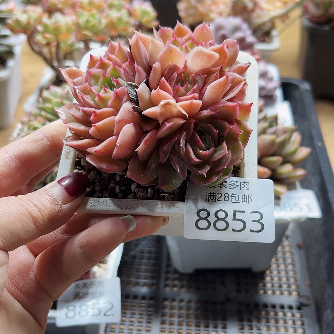 9号多肉一物一拍8853