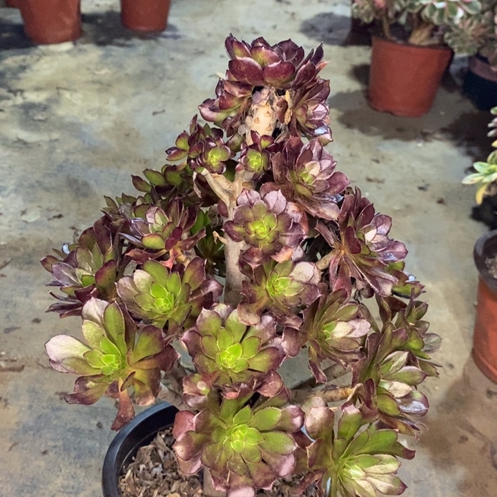 黑法多肉植物52。 