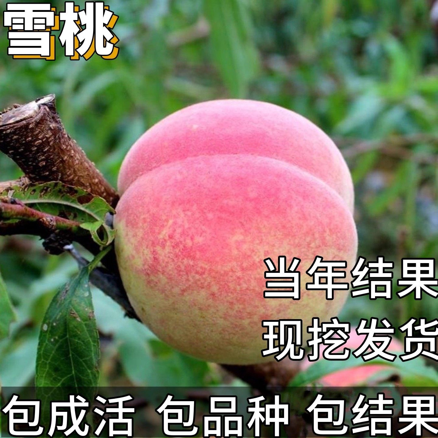 金秋红蜜桃苗南北方耐寒特大号桃树果苗盆栽嫁接矮化晚熟当年结果