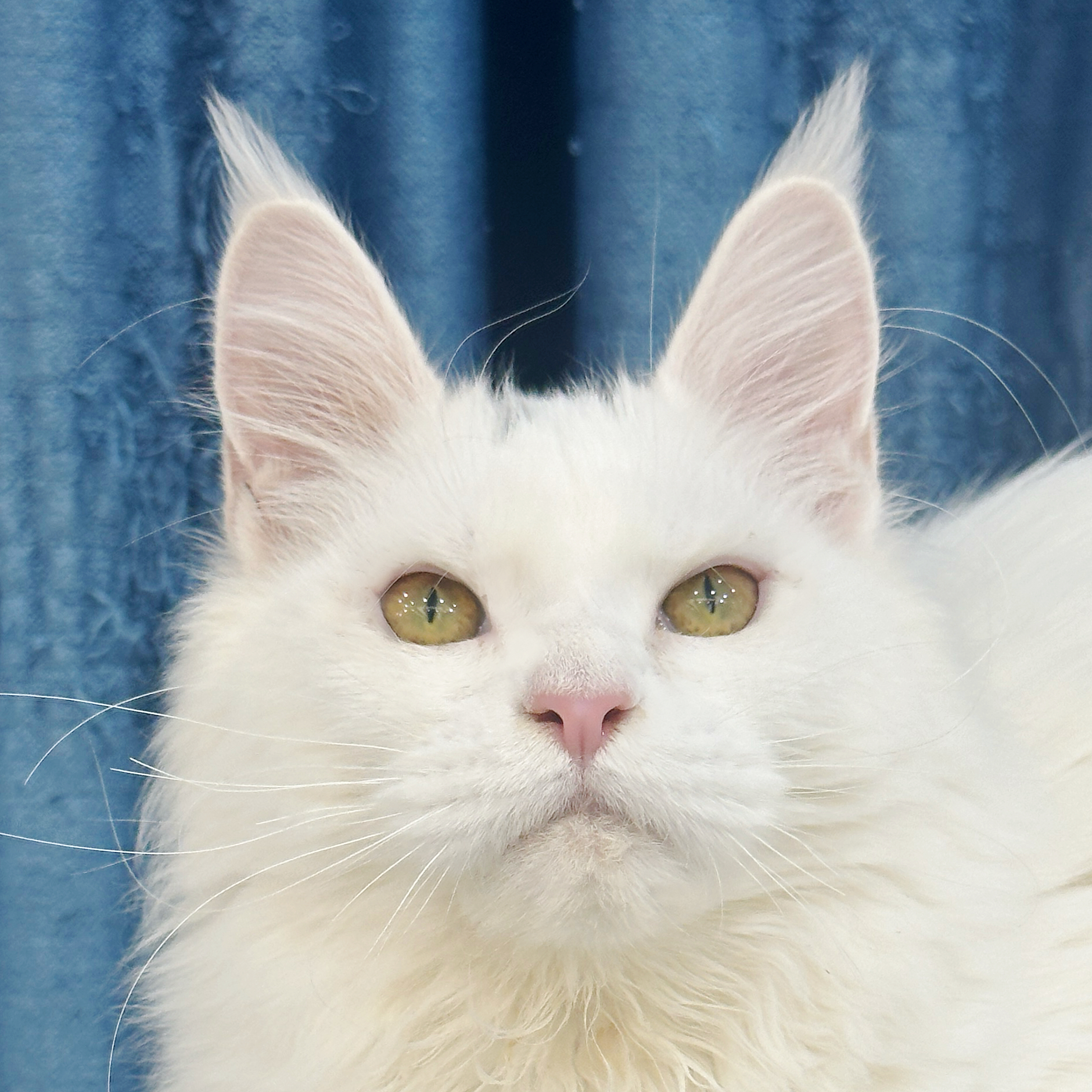 来了姊妹-纯白缅因猫-妹妹-12