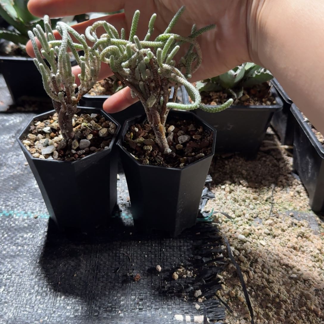 荣***月福利银蚕两颗带盆发