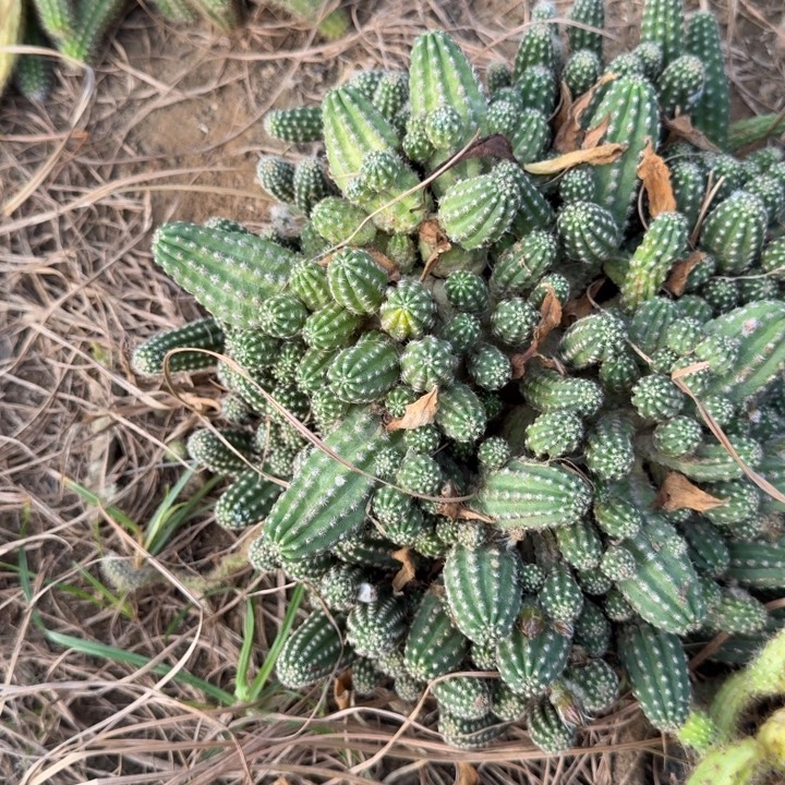 白檀仙人掌群生一群285