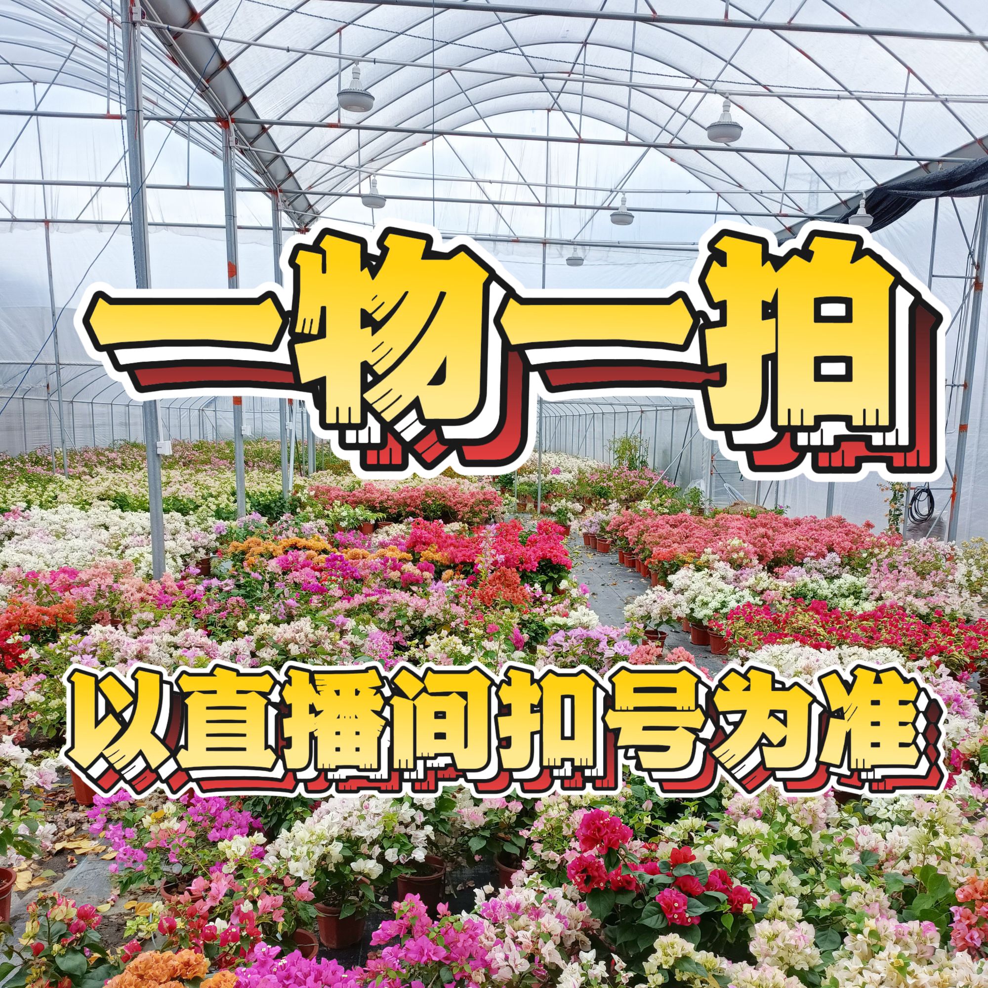 【一物一拍】三角梅花卉勤花盆栽爬藤原盆原土基地直发