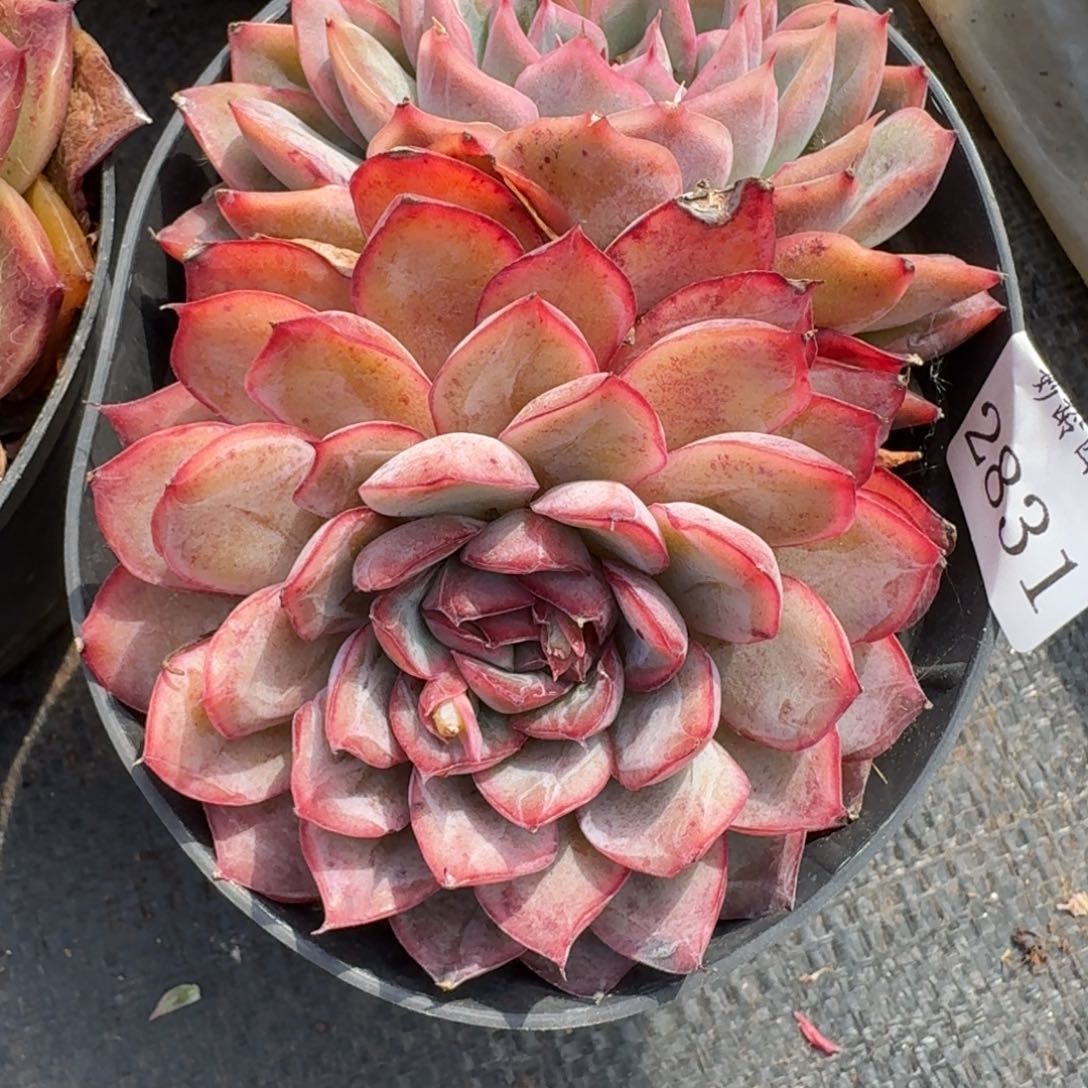 2823杂交多肉植物基地12冠