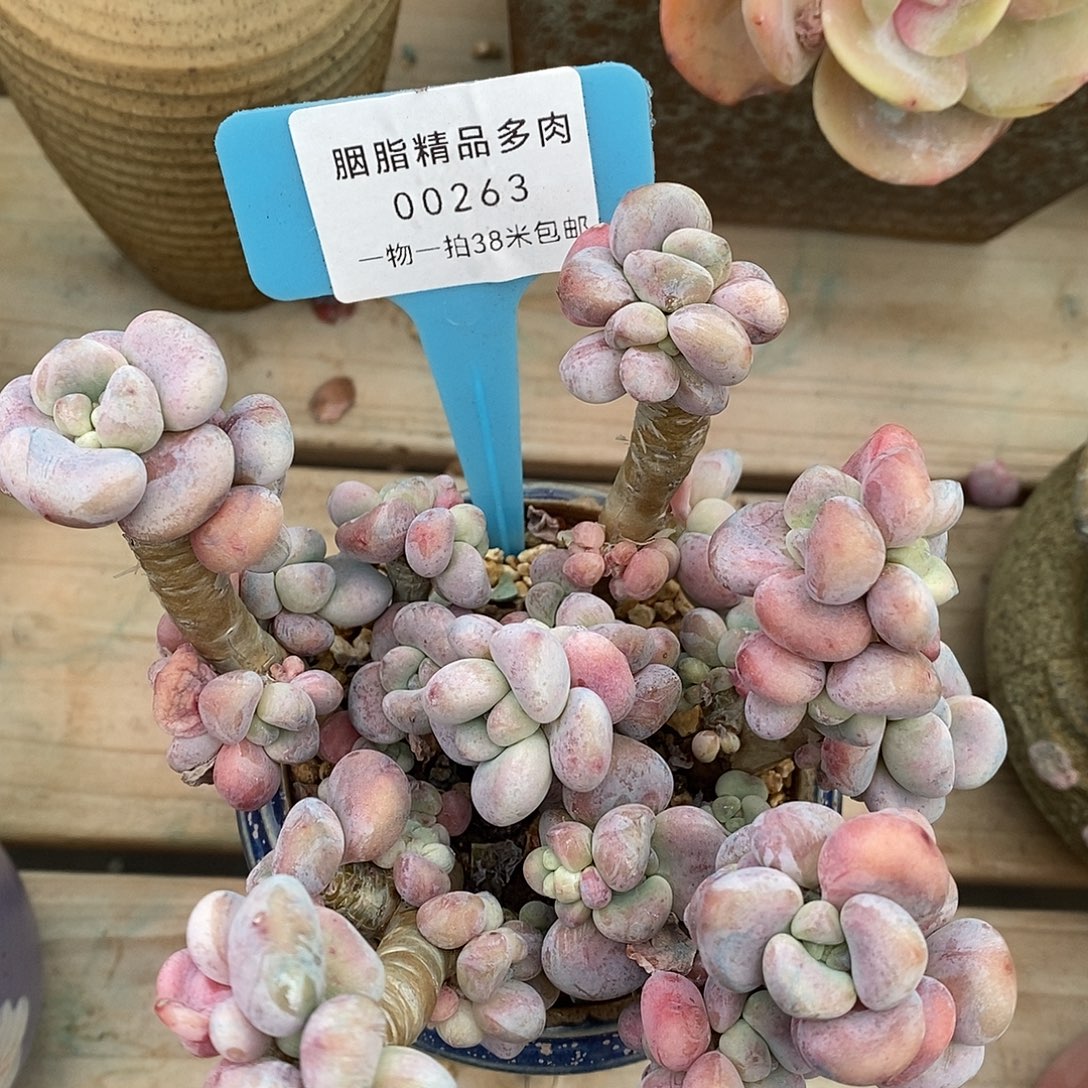 00263，凑楼v哦哦哦哦哦哦