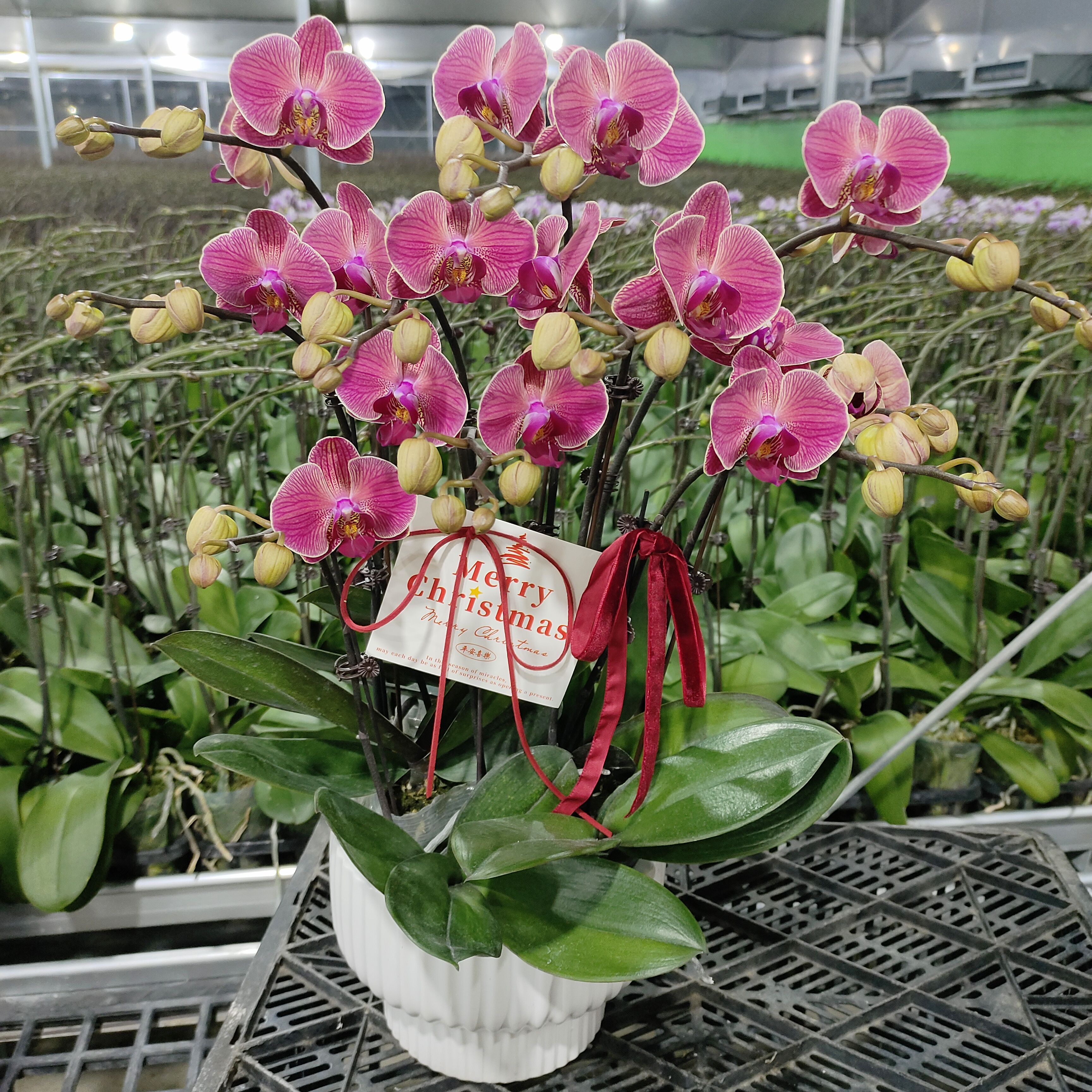 成功优选【聚宝桔子】蝴蝶兰精致组盆花卉盆栽四季植物