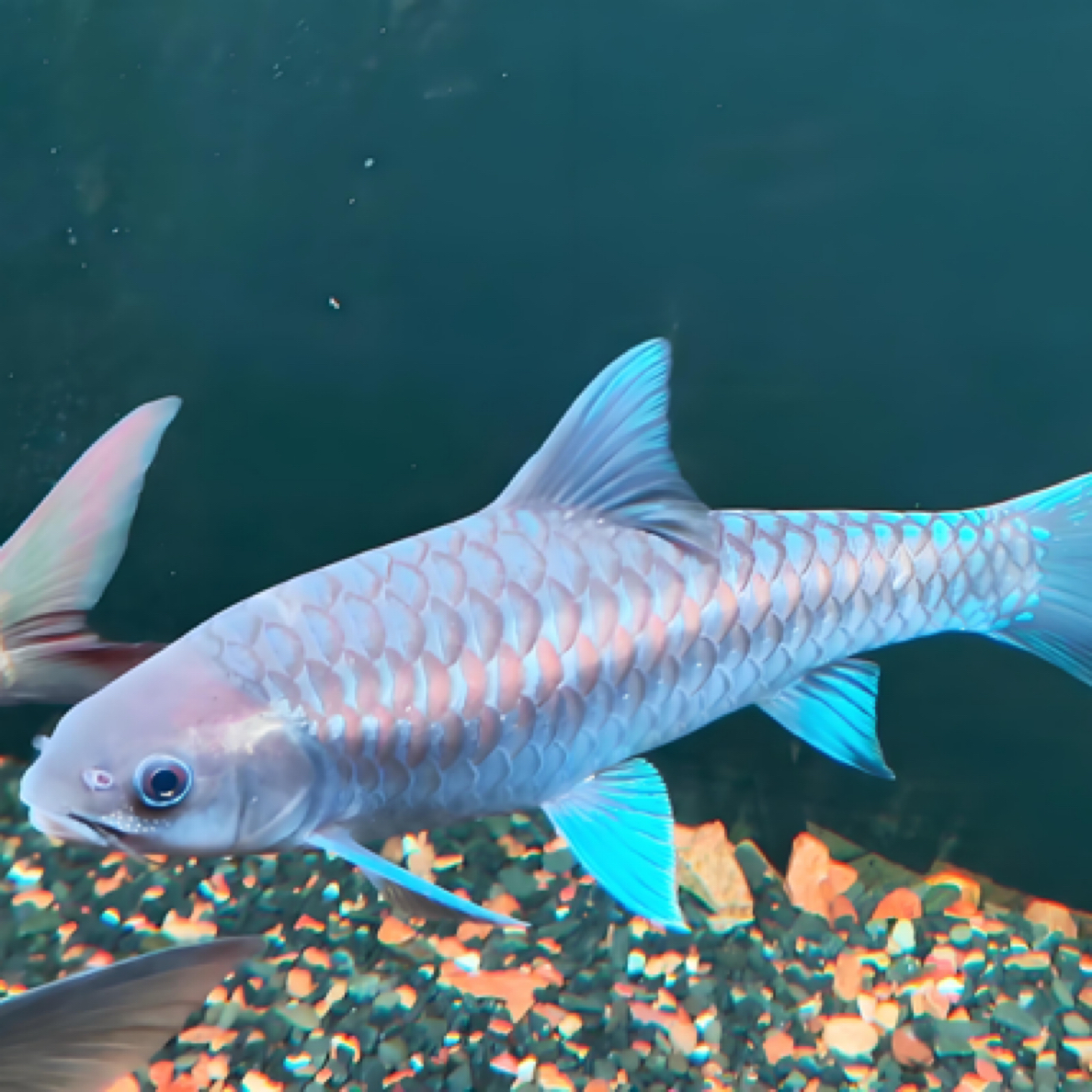 蓝吉罗保山异口三岔河洪崩河吉罗耐活好养观赏鱼直播间一物一拍