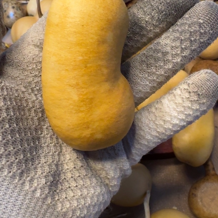 懒***洋葫芦88888888888888