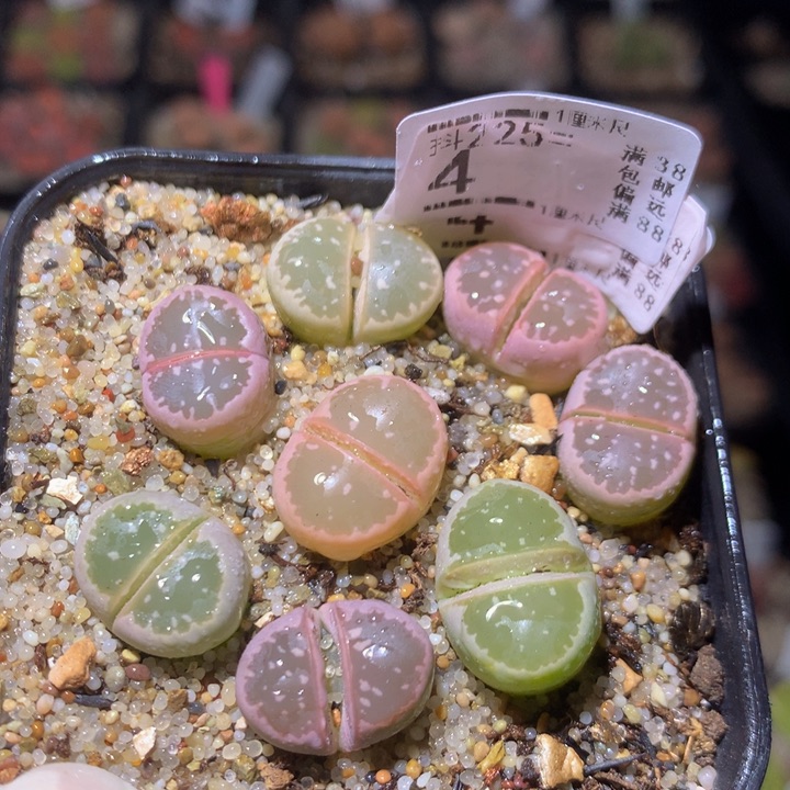 精品生石花225.4