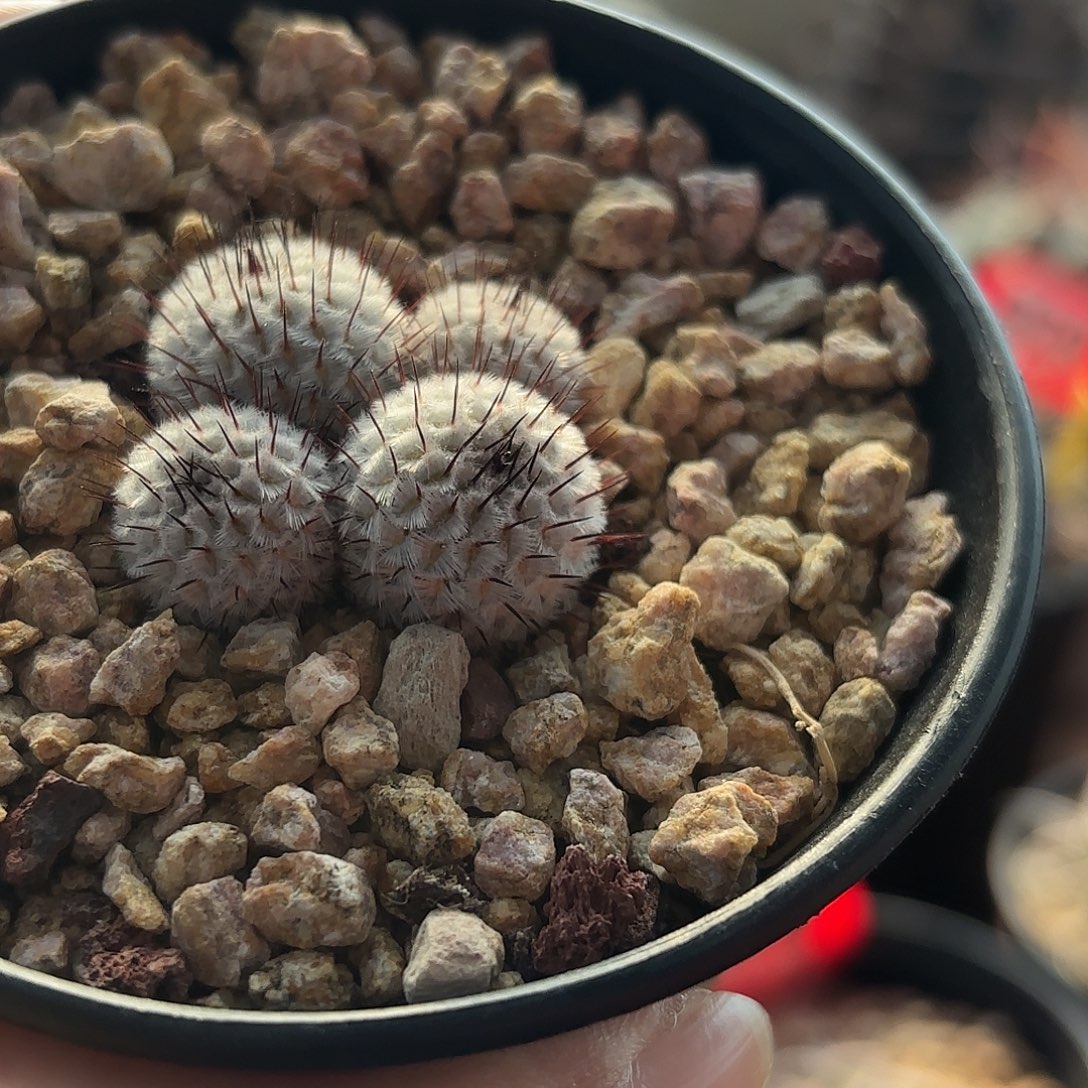 清***香仙人球实生直刺佩雷