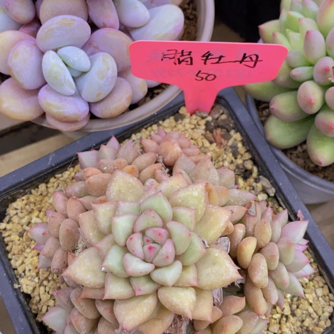 活动专场第一场，5送1