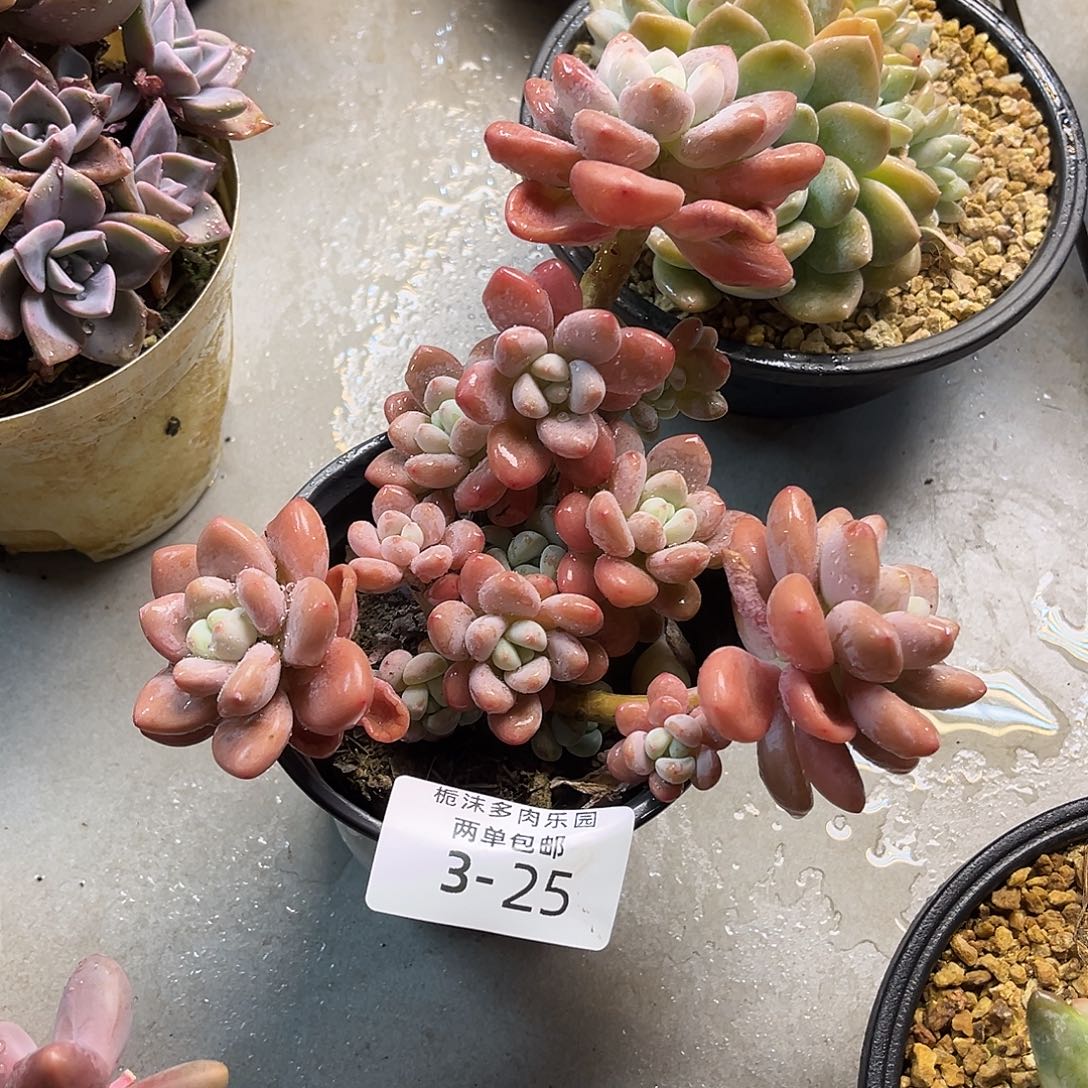 3-25红洛神多肉植物