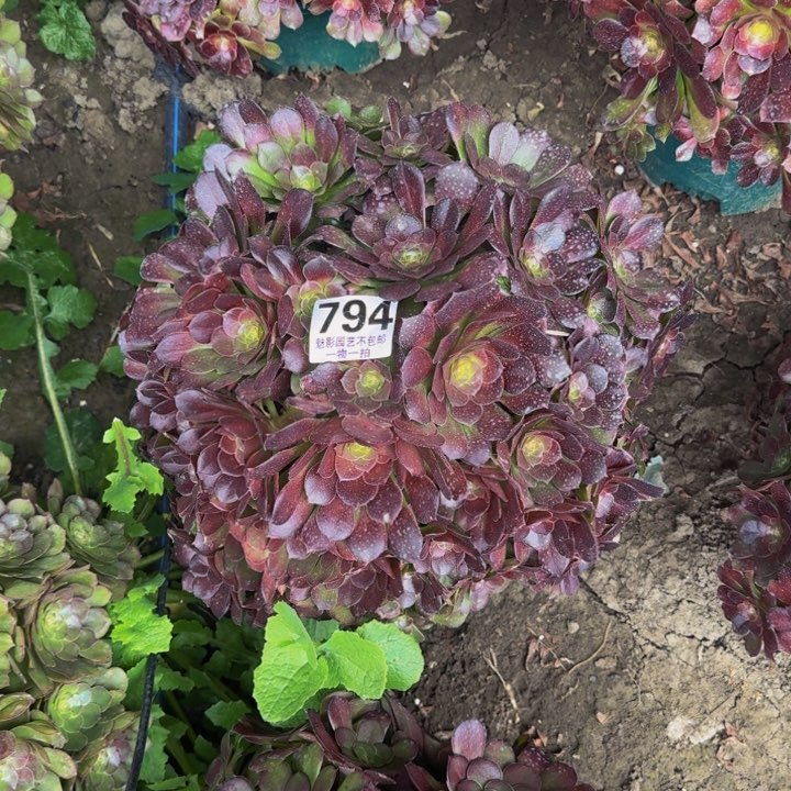 荷兰玫瑰27+46包邮花花