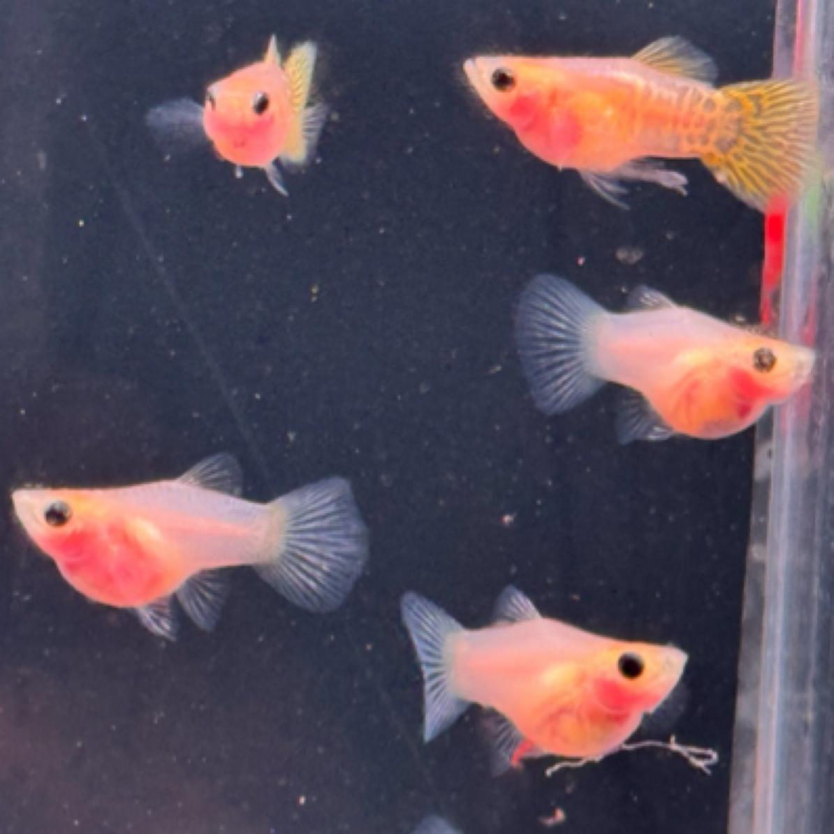 黄化玻璃蕾丝猫孔雀鱼观赏鱼热带鱼                            