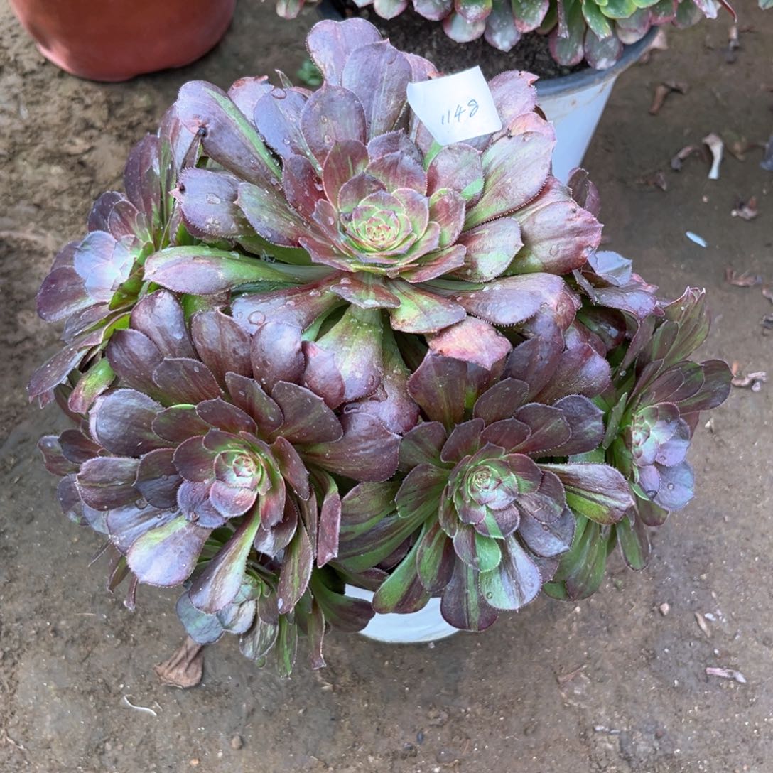 多肉植物花月夜1148