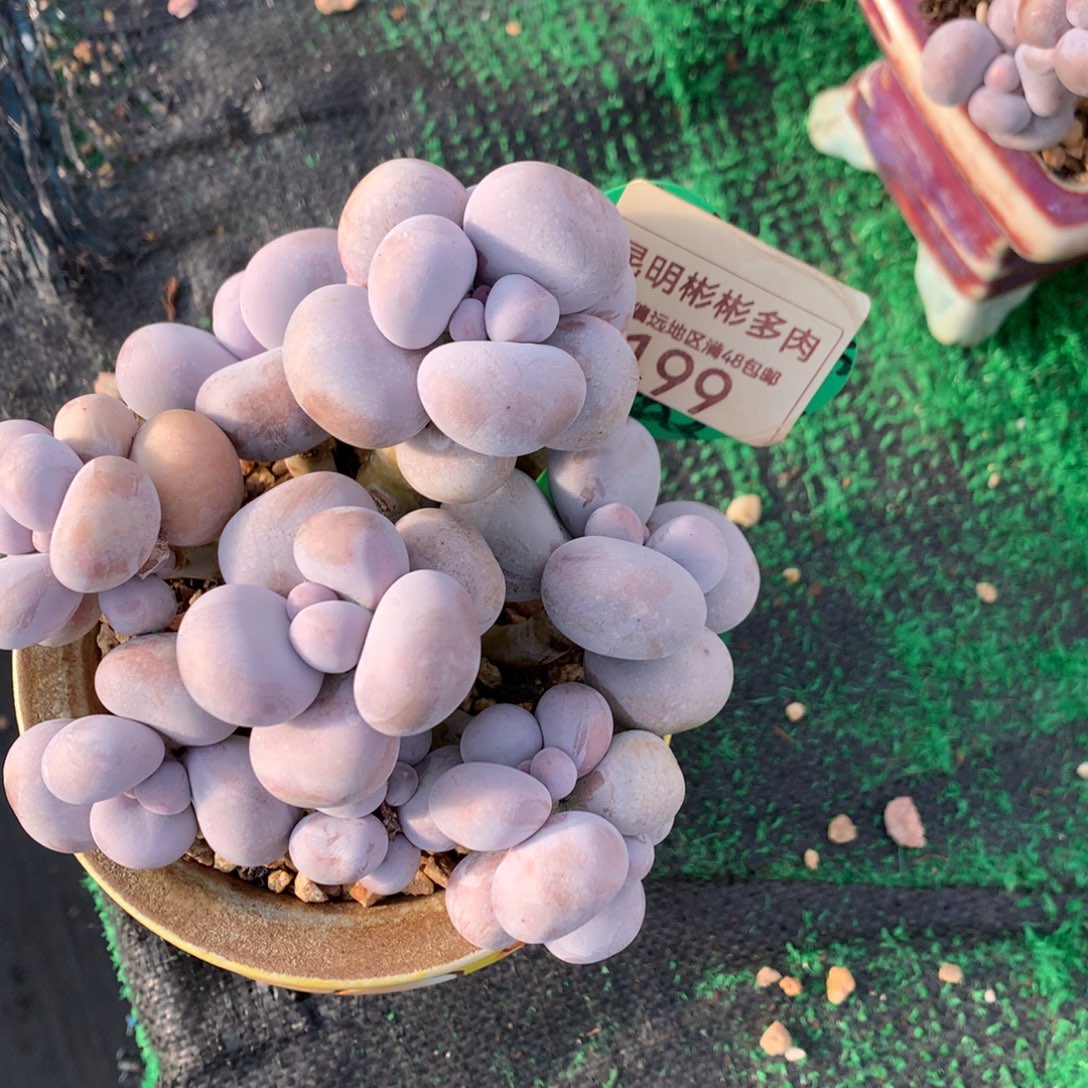 .***.烟美人奶酪一物一拍