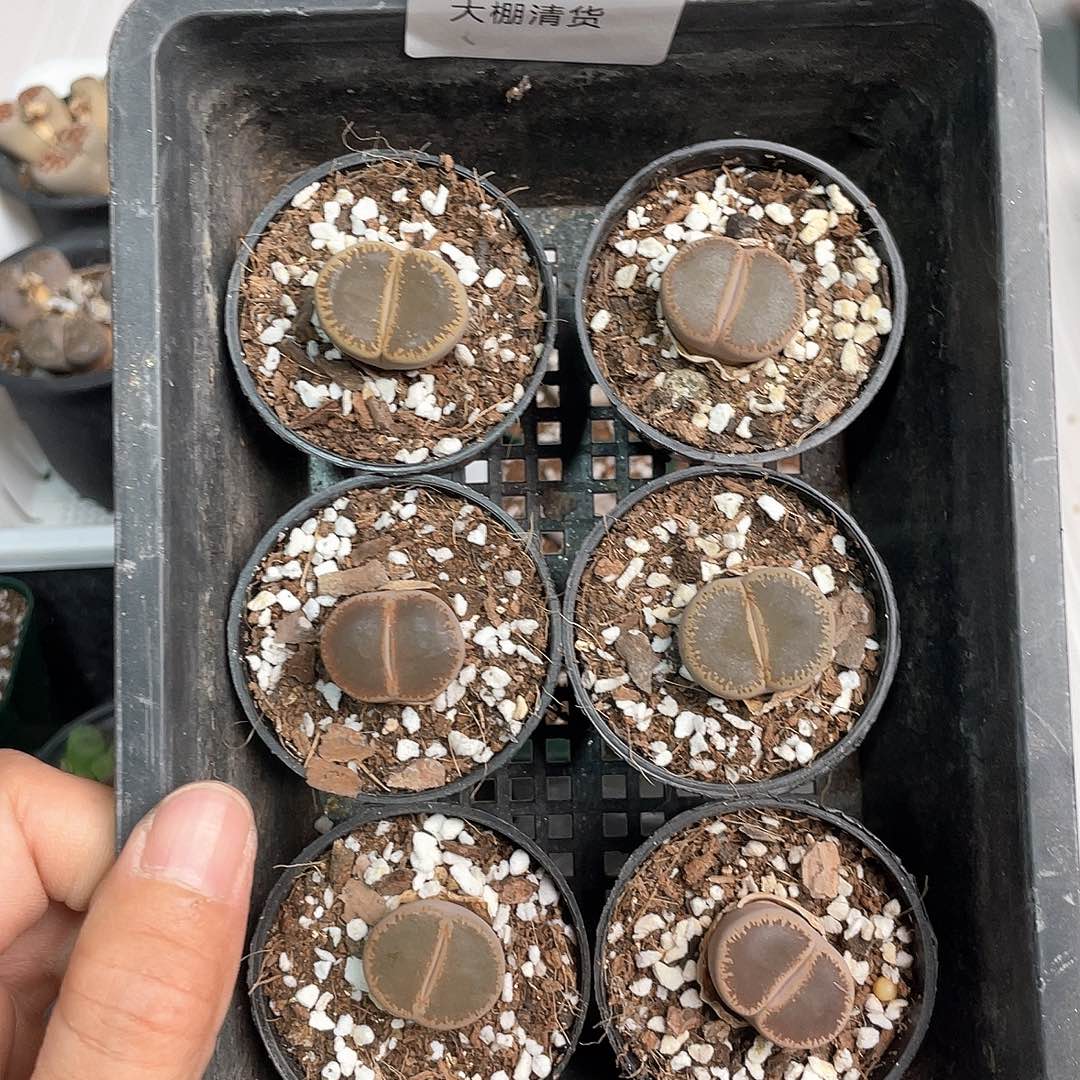 3001大棚清仓甩卖了