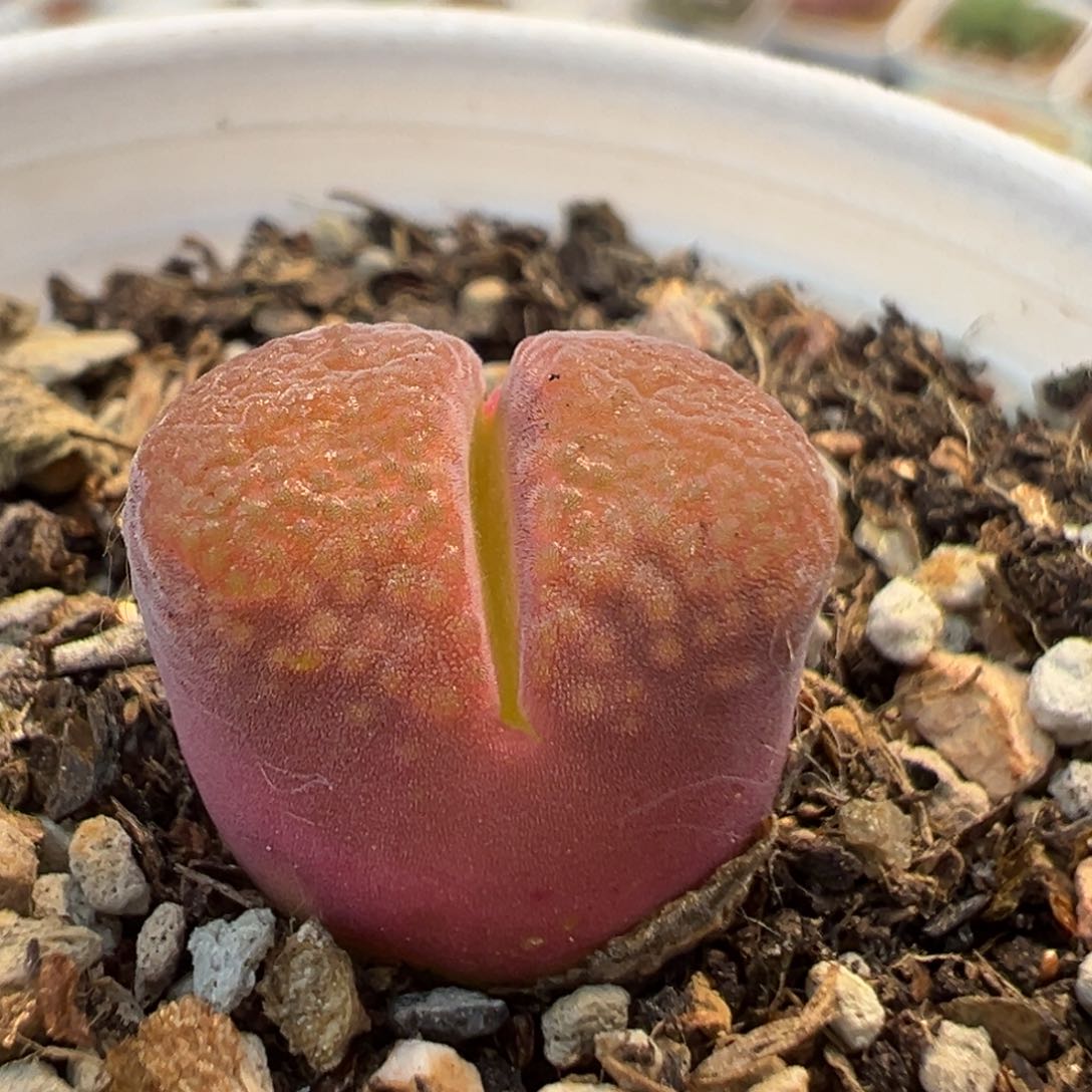 107多肉植物百科知识