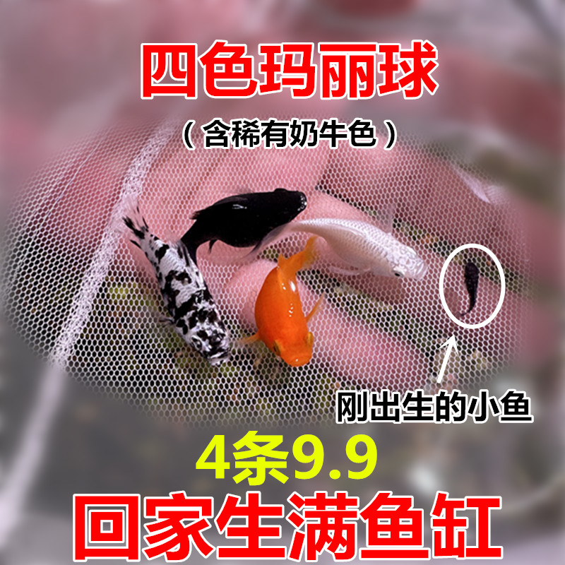 玛丽球鱼 皮球鱼 胎生鱼 直接生小鱼 凤尾鱼 大肚子鱼妈妈 热带鱼