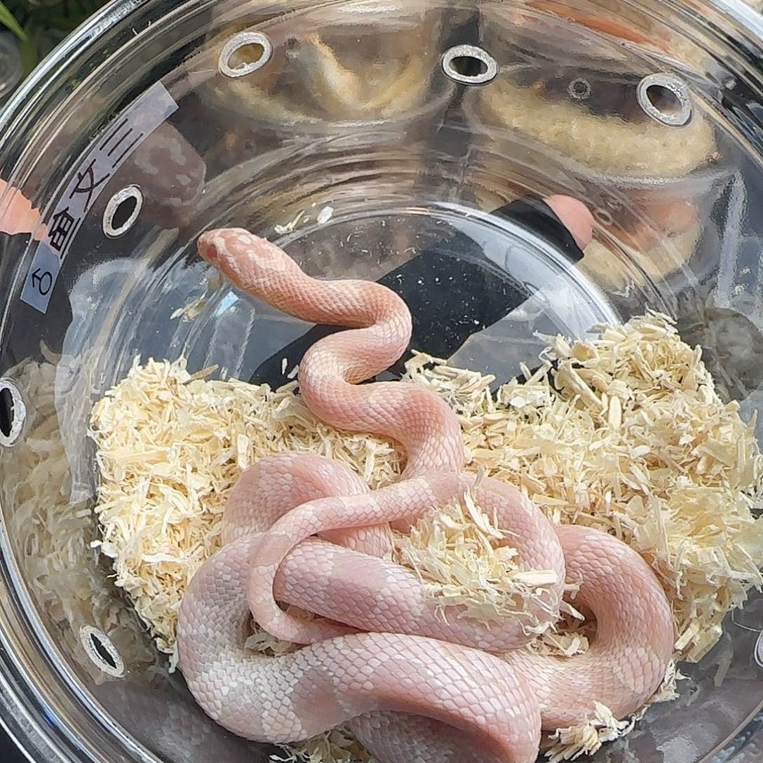 肥尾守宫三文鱼000001