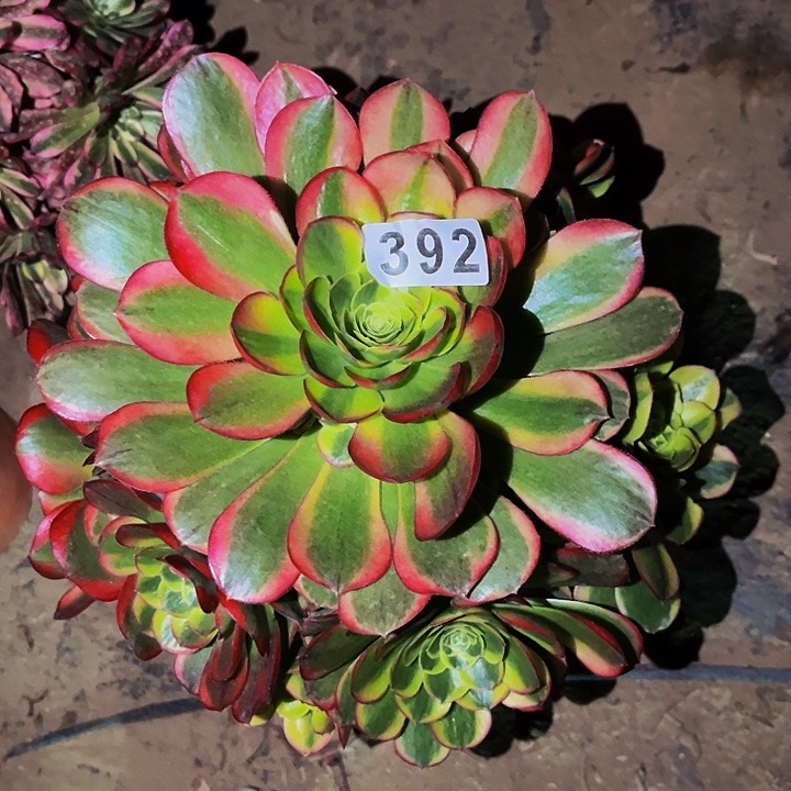 392奶白宽锦多肉植物处理不售后