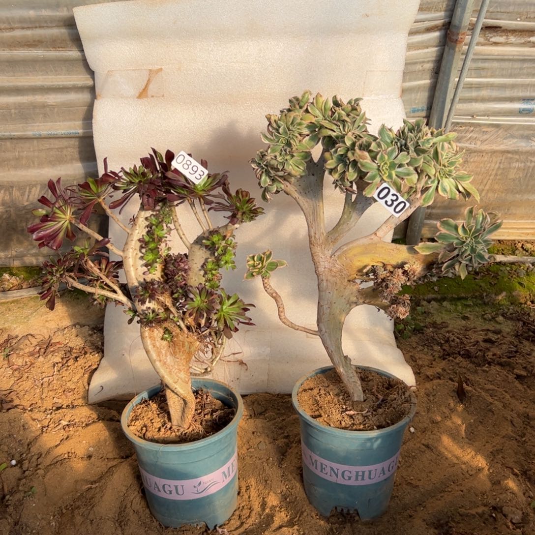 蒲***想伤多两颗893.030灿烂，黑缀