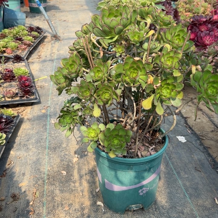 205青衣多肉多肉多肉