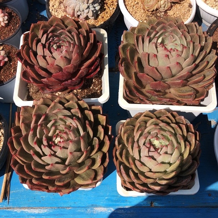 香槟大单头多肉植物