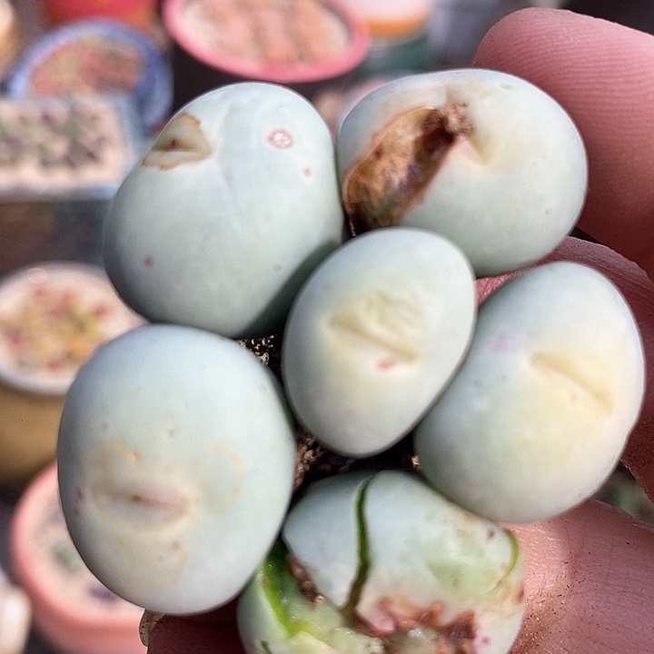 3521大嘴小红嘴一颗