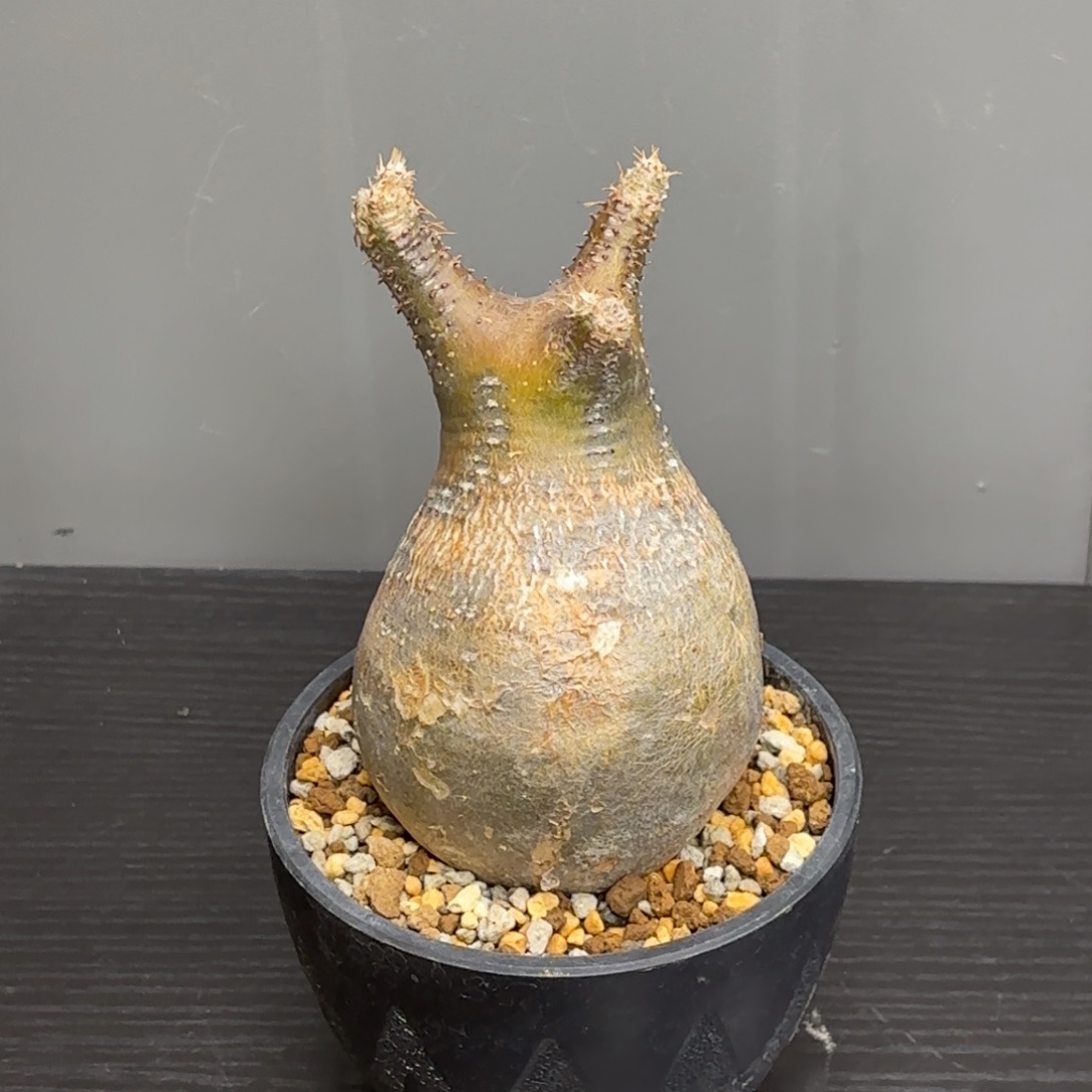 象牙宫块根植物呀四号