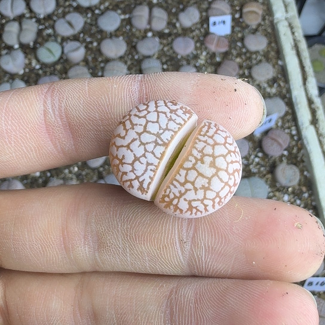 788 哈哈哈哈哈哈哈哈哈哈