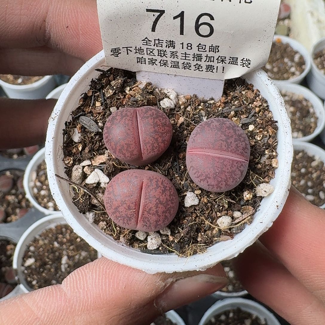 716 盆口5公分满18包邮