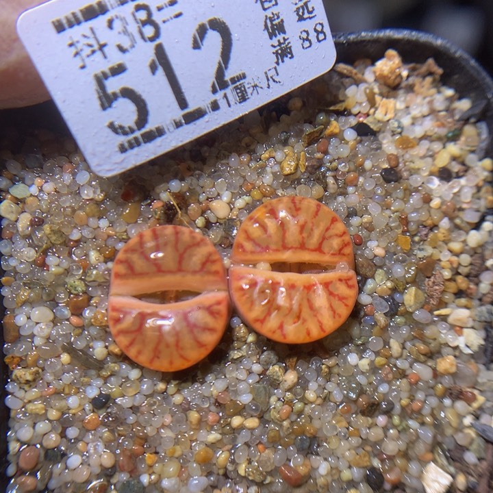 精品生石花38.512