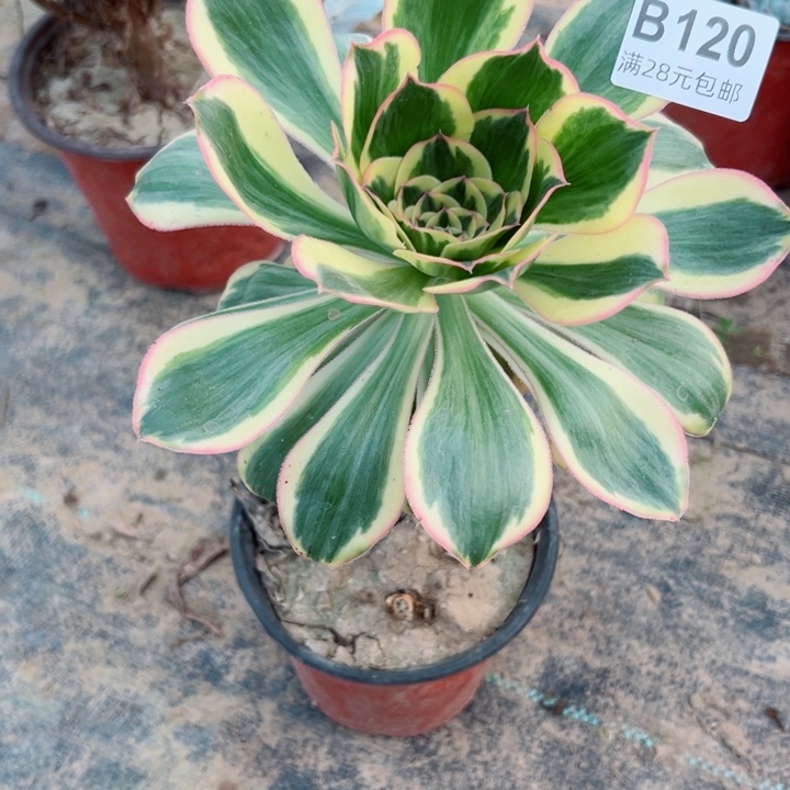 120燕姿多肉植物