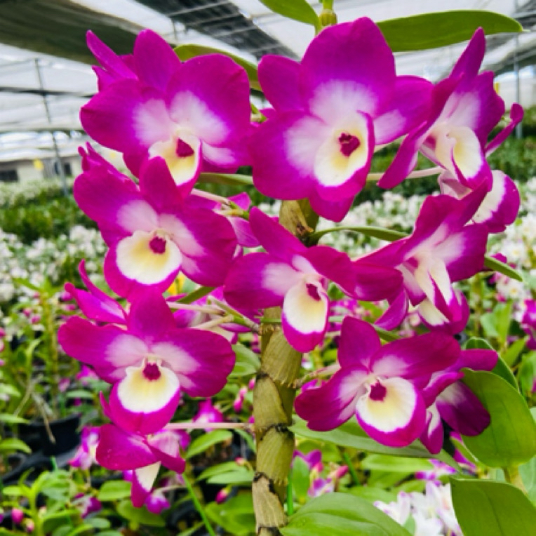 石斛兰盆栽花量大花期长浓香好养室内花卉绿植