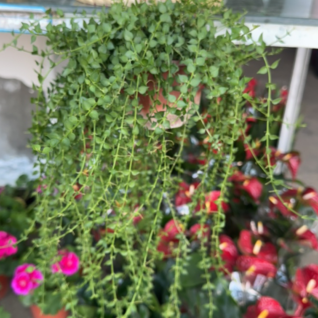 ［新疆包邮］百万心吊兰植物室内养护好养净化空气