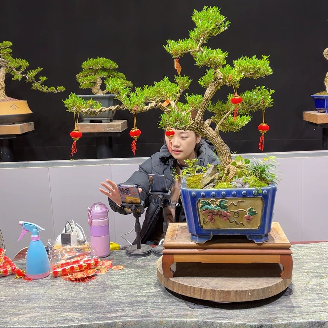 黄杨绿植盆景雀舌软枝