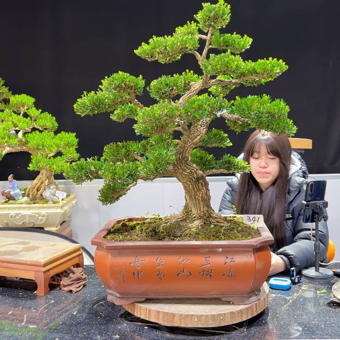 四季常青老桩黄杨盆景