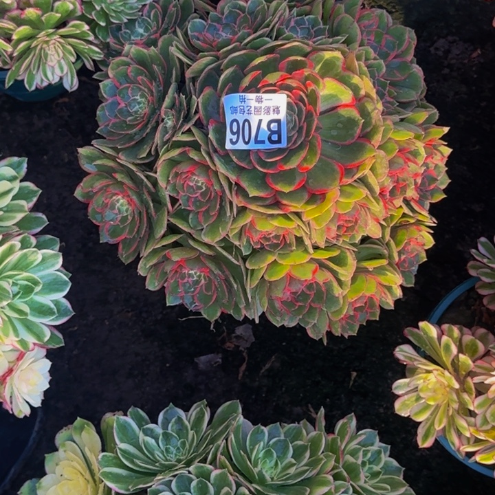 粉花妖花30-13包邮花