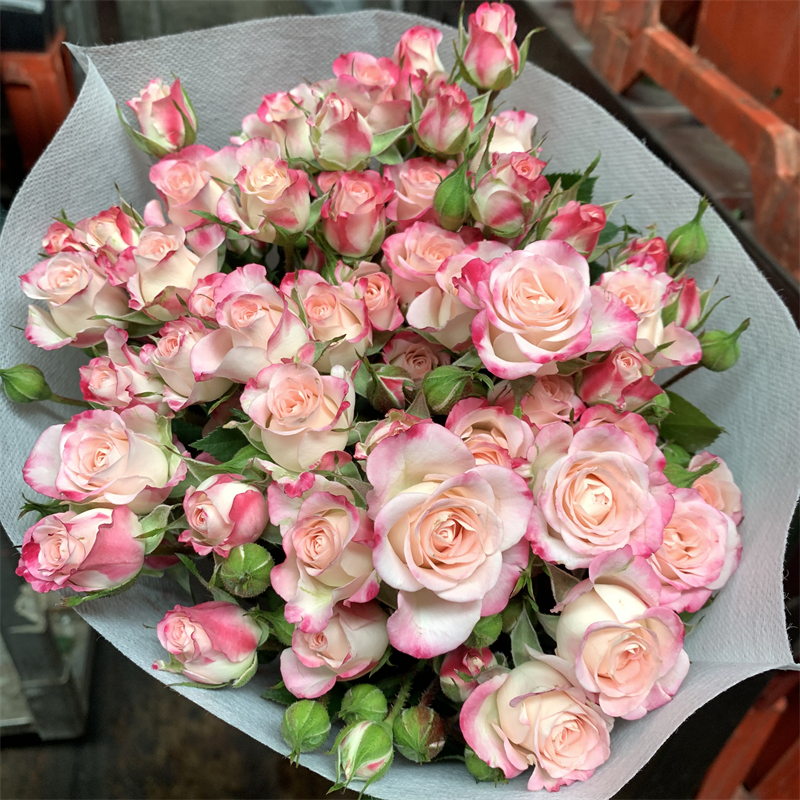 折射多头玫瑰云南鲜切花家用水养鲜花生日适用