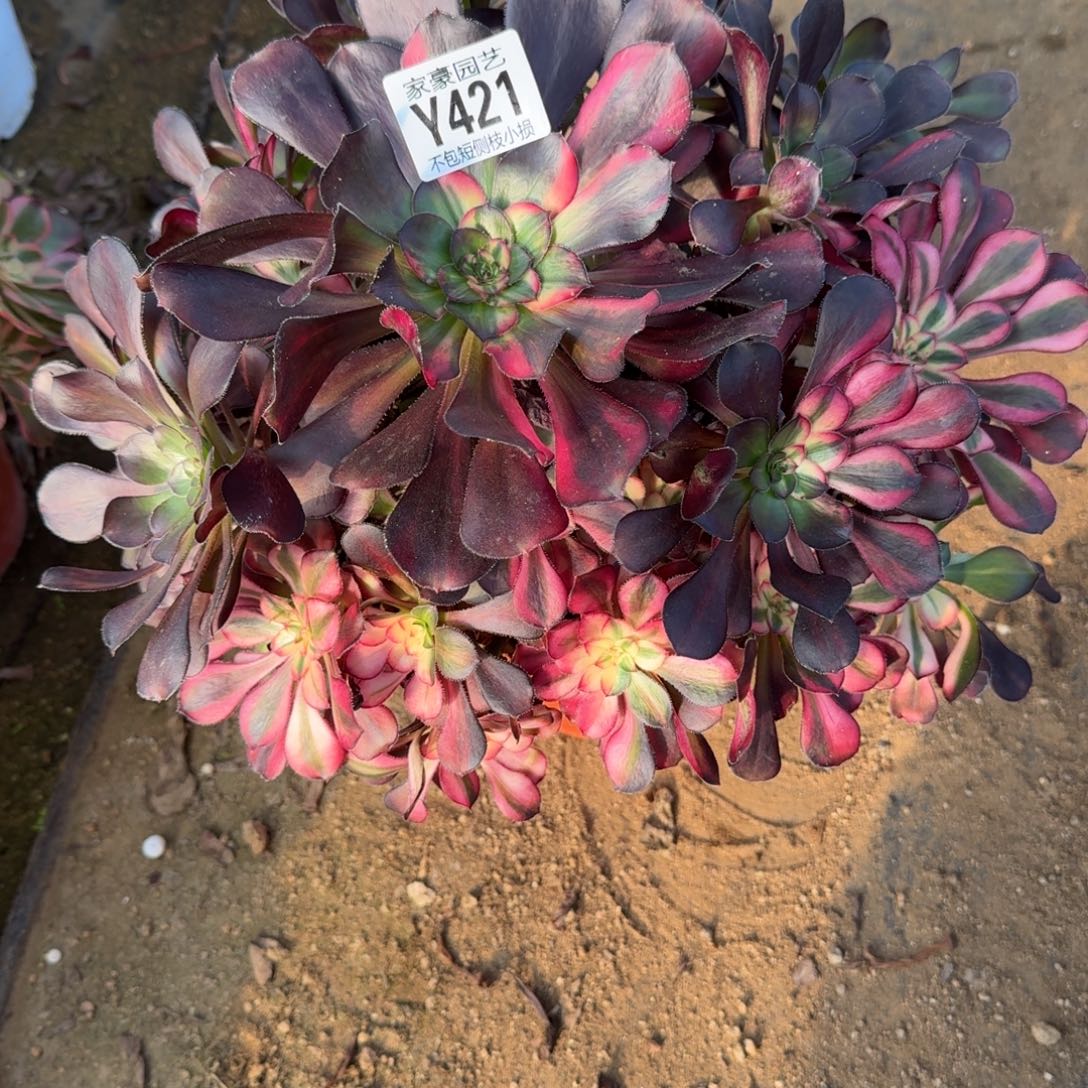 421花蝴蝶官服25左右2