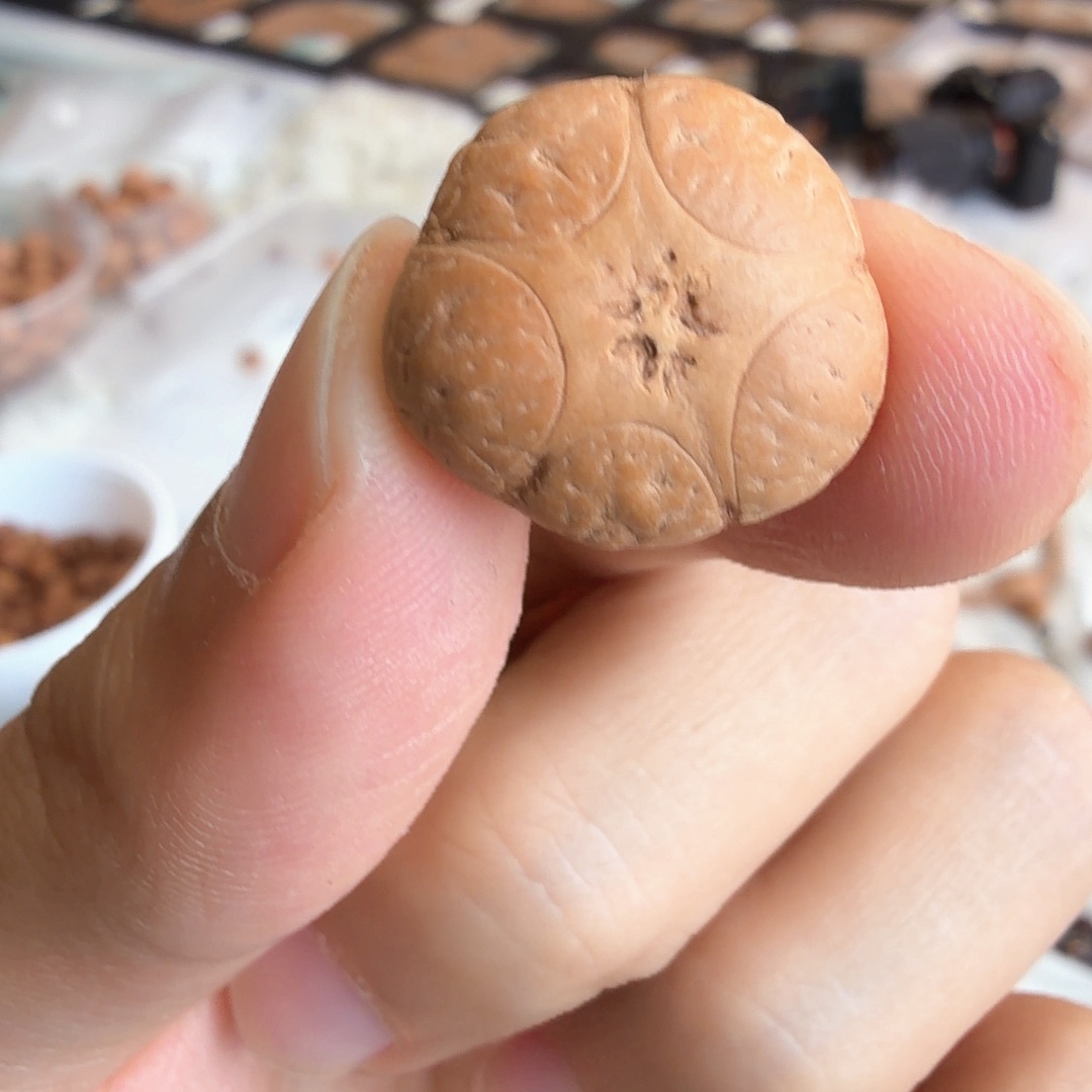 吊坠凤眼菩提4031